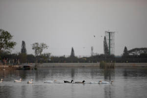 duck in the city lake _2