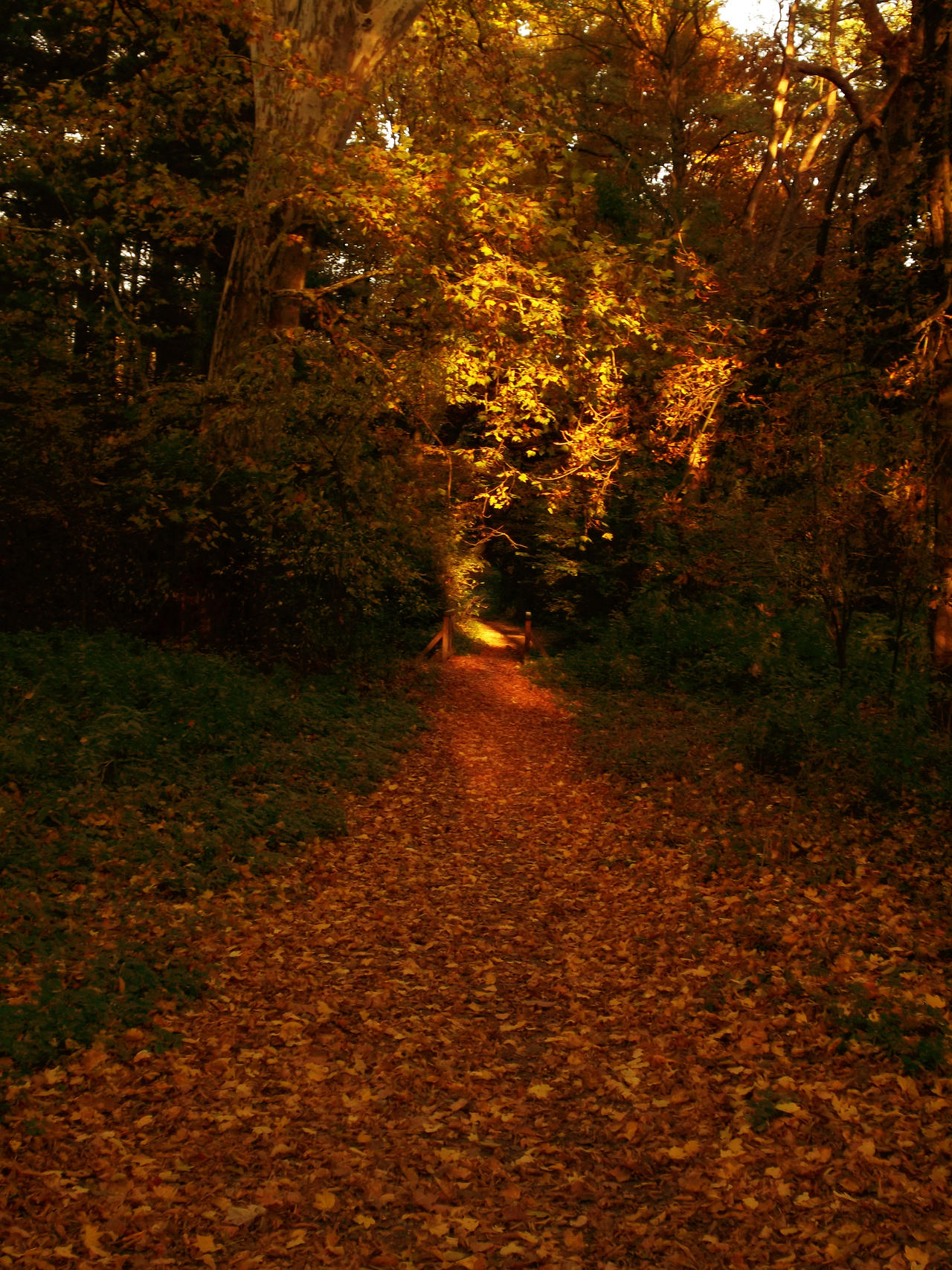 Golden Forest