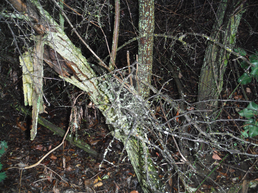 Possessed Tree by Defiant-Retribution on DeviantArt