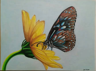 butterfly by davium