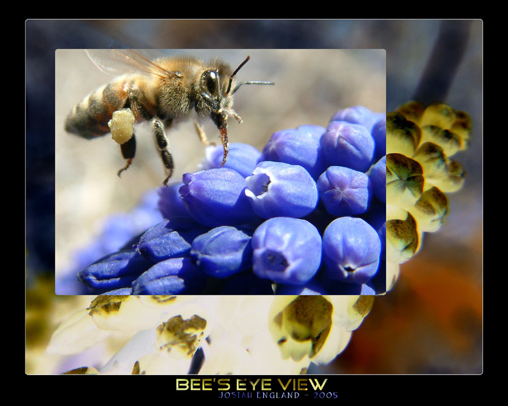 Bee's Eye View