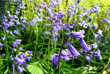 bluebells 