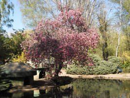 Arbol en el estanque by Jai302