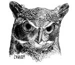 Great Horned Owl Stare by Ciameth