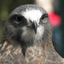 Young Swainson's Hawk