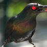 Metallic Starling