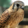 Female Kestrel Jessed