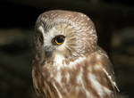 Sleek Northern Saw-Whet Owl by Ciameth