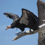 Condor Takeoff