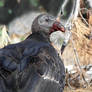 Bloodied Beak