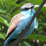 Racket-Tailed Roller