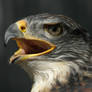 Ferruginous Hawk Profile