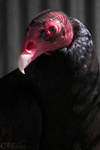 Handsome Turkey Vulture by Ciameth