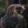 Juvenile Swainson's Hawk