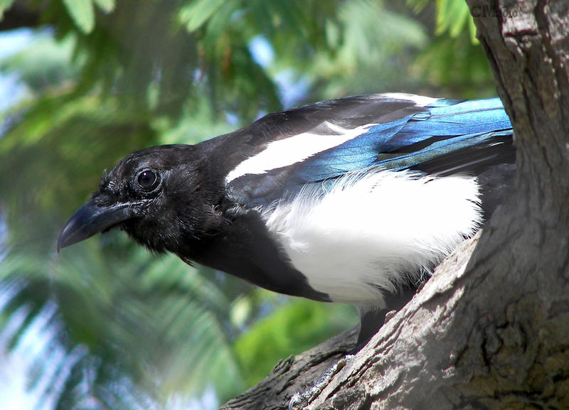 Black-Billed Magpie