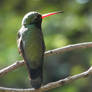 Broad-billed Hummingbird