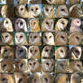Barn Owl different angles ref