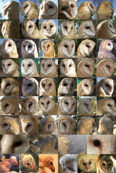 Barn Owl different angles ref