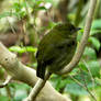 Female White-Bearded Manakin