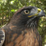 Rufous Red-tail Portrait