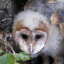 Barn Owl: 55 Days Old