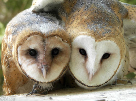 Barn Owl Siblings