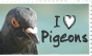 I Love Pigeons