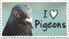 I Love Pigeons