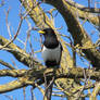 Elegant Corvid