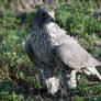 Gyrfalcon on the Ground