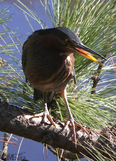 Green Heron Squawk