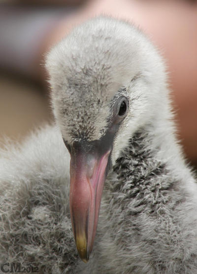 Chilean Flamingo Chick