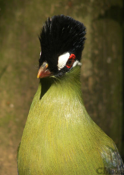 Happy Hartlaub's Turaco