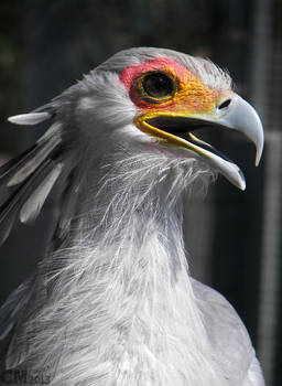 Secretary Bird Portrait