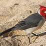Paia Red-crested Cardinal