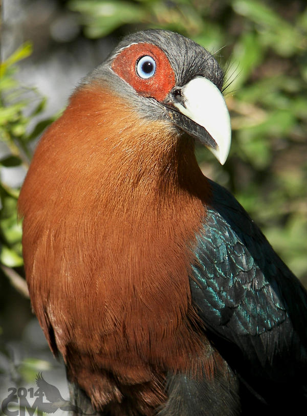 Chesnut-breasted Malkoha