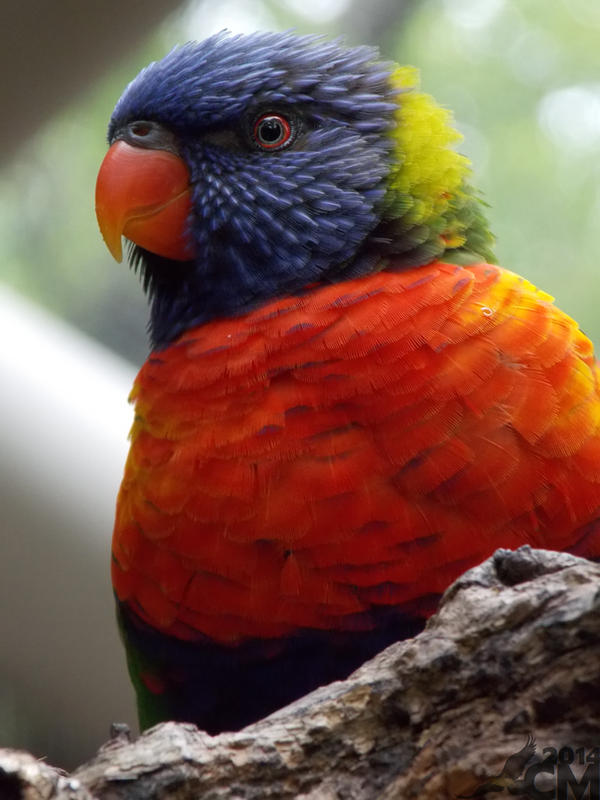 Rainbow Lorikeet