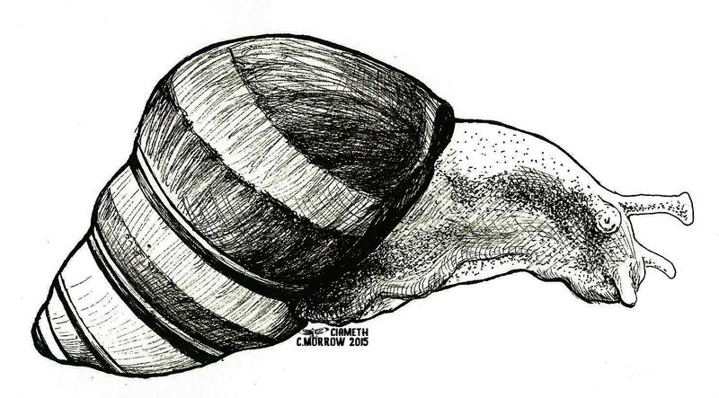 Inktober 11 - O'ahu Tree Snail