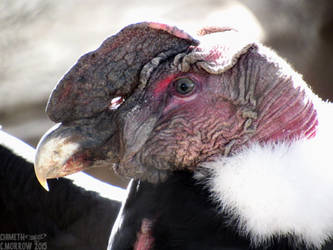 Backlit Andean Condor