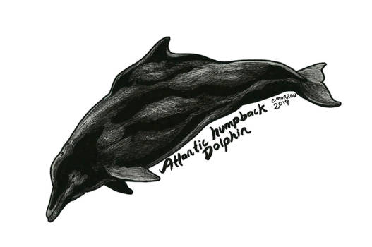 Endangered Inktober - Atlantic Humpback Dolphin