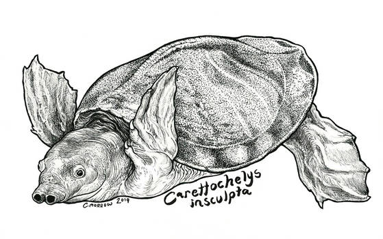 Endangered Inktober - Pig-nosed Turtle