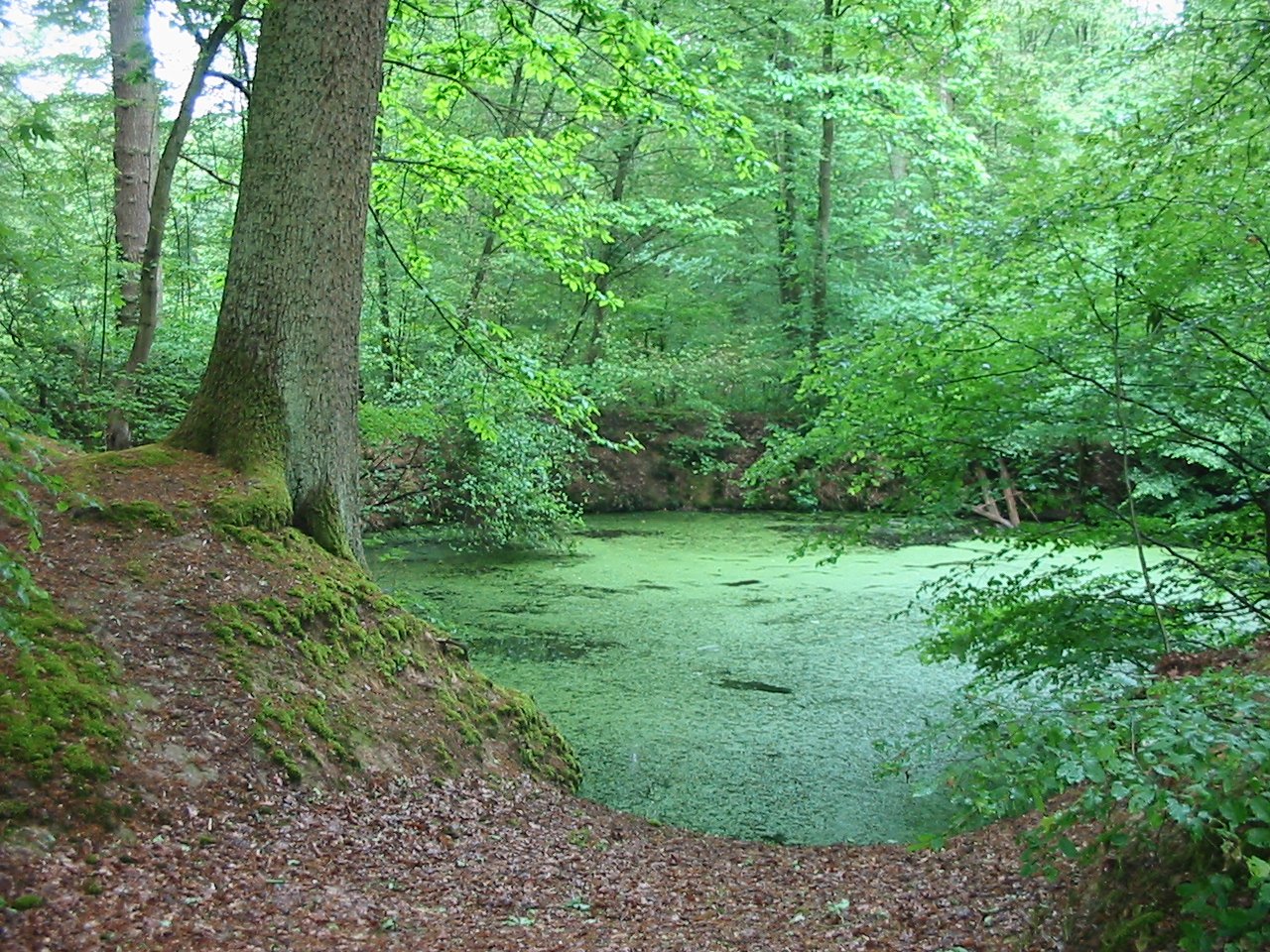 forest pond