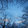 Circle of Branches in Evening Sky