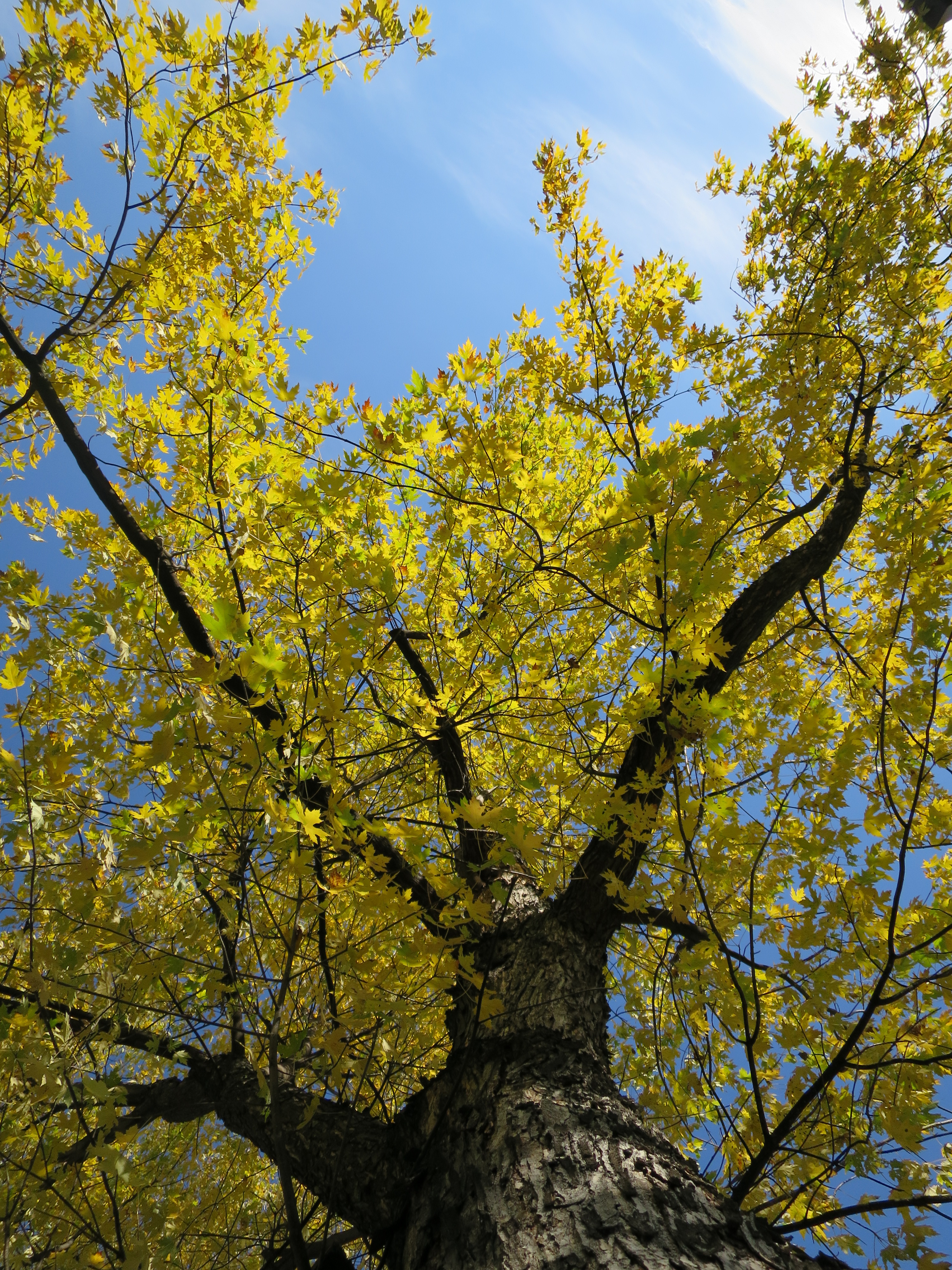 Yellowing Tree