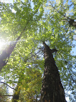 Towering Trees