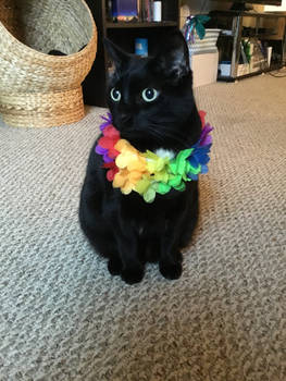 Pride Cat 2018