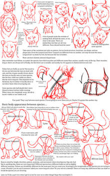 Big Cat Anatomy Sketches