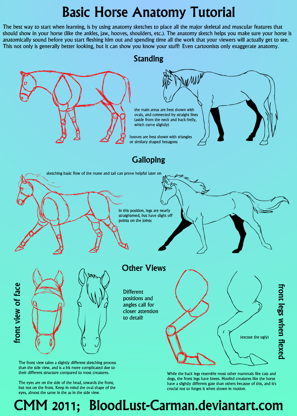 Horse Anatomy Tutorial