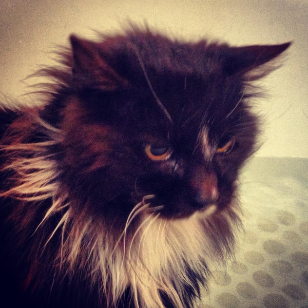 Angry Shadow Profile by CarmanMM-Dirda on DeviantArt