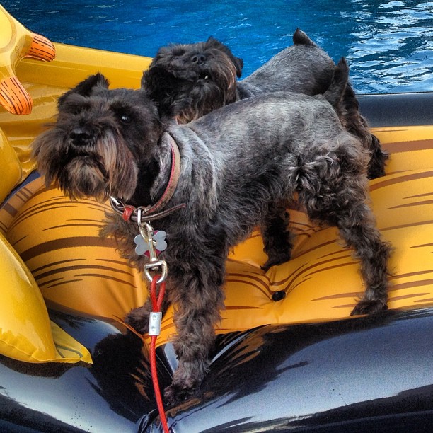 Black Dog Boat